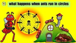 what happens when ants run in circles
