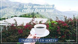 Jamaica's Blue Mountain Coffee Farm Tour | HOW TO MAKE THE BEST POUR OVER COFFEE