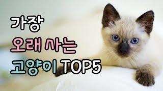 평균 수명이 가장 긴 고양이 품종 TOP5  | Longest living cat breeds in the world