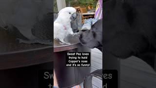 My parrot loves to boop my dog’s nose and it’s so cute!  #cockatoo #parrot #dog #bff #friends #cute