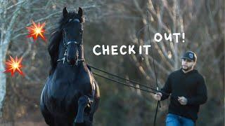 Friesian Stallion Ivan Tof