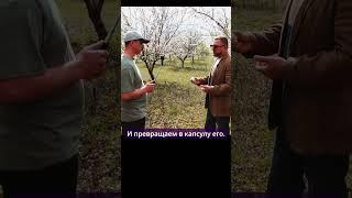 Как действует горький миндаль? #фермер #миндаль #агробизнес #сельскоехозяйство #миндальныйсад