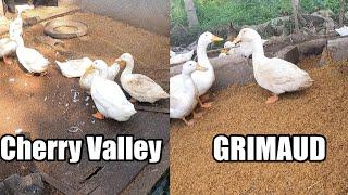 CHERRY VALLEY VS GRIMAUD PEKIN DUCK - MAGKANO ANG PRESYO AT ANO ANG PAGKAKAIBA?