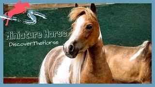 Miniature Horses and Roller Skates: Breed #50! | DiscoverTheHorse [Episode #49]