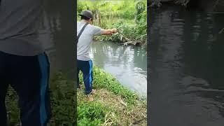 Straike!! Mancing Lele Jumbo dengan umpan cacing #shorts #mancinglele #mancingsidat #lelejumbo