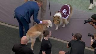 Ben Herbstreit meets Texas A&M's Reveille before the Aggies' game vs. LSU | ESPN College Football