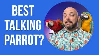 What is the best talking parrot?