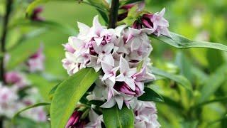 The Garden Gurus - Plant of the week deal Garden Express - • Daphne Perfume Princess ®