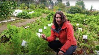 How to Grow Carrots - In the Alaska Garden with Heidi Rader