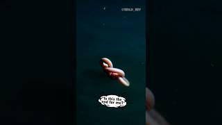 A terrible thing happened to that eel #wildlife #animals #oceanwildlife #oceanreef #ocean #eel