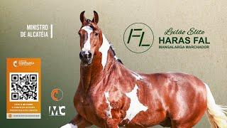 Leilão Elite Haras Fal