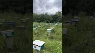Матки спариваются здесь #матководство