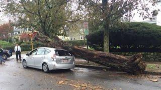 Dangerous Idiots Tree Cutting Fails With Chainsaw, Biggest Tree Falling On Car Pathetic