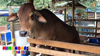 Cows and Horses Videos  Real Animals  Vacas y Caballos para niños  Mimonona Stories