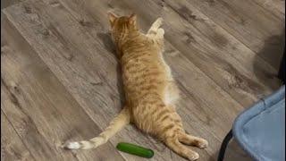 Are Cats Scared of Cucumbers? (TEST) 