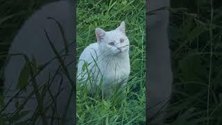 Белый кот зовет кого-то #cat #кот#животные