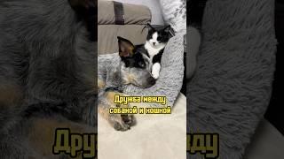 Дружба между собакой и кошкой  #питомцы #щенок #кошка #собака #котики