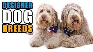 Popular Designer Dog Breeds | Talkin' Dogs List Show