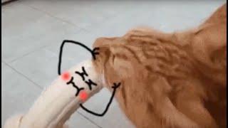 Real life doodles - Animals vs doodles funny compilation