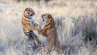 Tigers fighting for its territory.