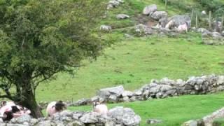 Dogs Herding Sheep in Ireland