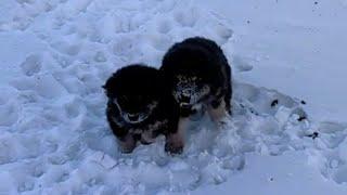 -13°C cold, 2 poor puppies shivering and exhausted sitting on a pile of snow with 1 paralyzed leg