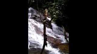 Cachoeira Pouso Alto, Juquiá-SP  #shorts #natureza #nature