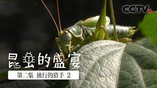 《昆虫的盛宴》第二集 昆虫捕鱼？大自然里最难得一见的捕食场景！【CCTV纪录】