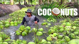 Coconuts Farming & Processing - Start to Finish