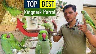 Top Best Ringneck Parrot Breeding Tips | Urdu/Hindi | PBI Official