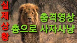 사자와 인간의 대결/ 사자 vs 인간/ 총으로 사자 사냥/ lions hunting 밀렵현장, 실제상황, 탄자니아, 식인 사자, 숲의 왕과 사냥꾼/ 자비없는 사냥 [황정희TV]