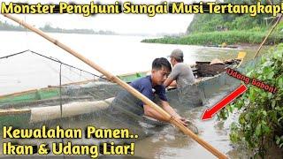 PECAH REKOR! PANEN RIBUAN IKAN DAN UDANG LIAR DI PINGGIR SUNGAI