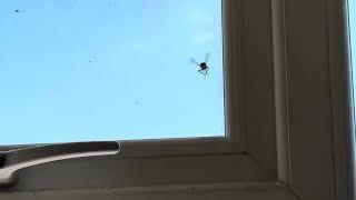 A wasp in their final moments (R.I.P wasp)