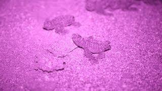 How a mother sea turtle makes her nest