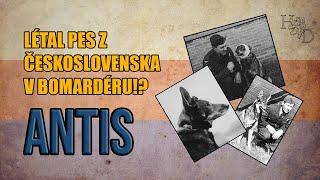 ANTIS - JEDINÝ PES, KTERÝ LÉTAL V BOMBARDÉRU (Síň Hrdinů) - Historický dobrodruh