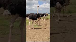 Ostriches #ostrich #shorts #viral #wildlife #photography #video #safari #nairobi #africa