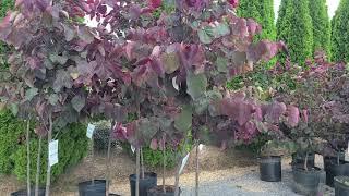 Cercis Forest Pansy (Redbud) // Small Tree with FABULOUS Purple Leaves & Pink Flowers in Spring