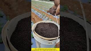 #Giveing Organic Vermicompost fertilizer for plants#agriculture  #fertilizers #plants #flowers#like