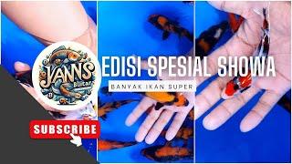 REVIE HARGA KOI !!! EDESI SPESIAL SHOWA !!! #ikankoi #freshkoiblitar #koiindonesia #nishikigoi