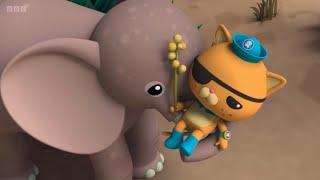 Octonauts: Kwazii Fainting Twice in the Same Episode