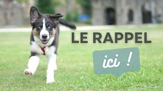 Apprendre le RAPPEL à son CHIOT facilement!