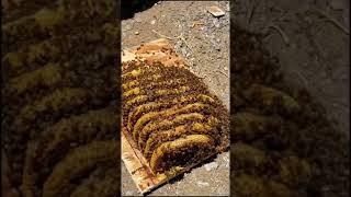 we saved these shed bees!  #bugs #wow #honeycomb #beekeeping #beerescu