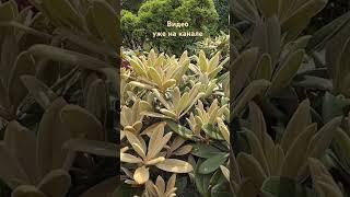 Коллекционные рододендроны  Mein Garten ️