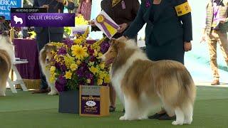 Collies Rough | Breed Judging 2023