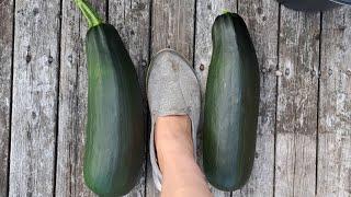 Let's pick Veggies.  Mystery Lane with Nanna Newf  