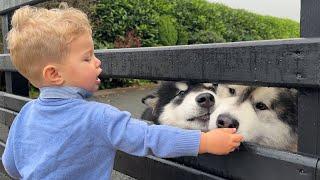 Adorable Baby Boy Feeds His Wolves Then Sets Them Free! (Cutest Ever!!)