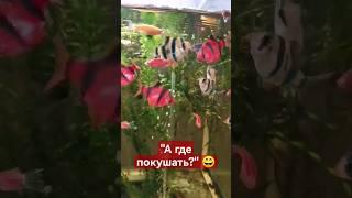 Голодные барбусы!️ #аквариум #рыбки #анциструс #барбусы