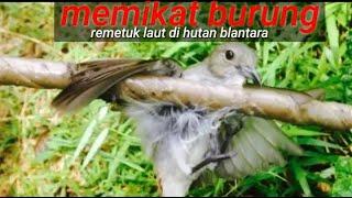 Cara Memikat Burung Suling/Remetuk Laut