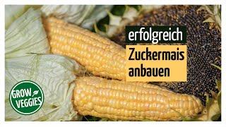 Successfully growing maize | Sweet corn | Growing vegetables in the garden @gartengemüsekiosk