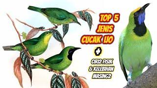 5 Jenis Cucak Ijo Beserta Ciri-Cirinya + Kelebihan & Kekurangan Masing2